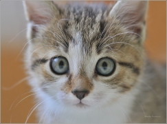 <p>Miuška</p>